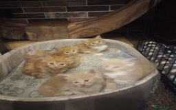 Maine Coon cats for sale: I have Beautiful healthy maicoon XL  - Image 30
