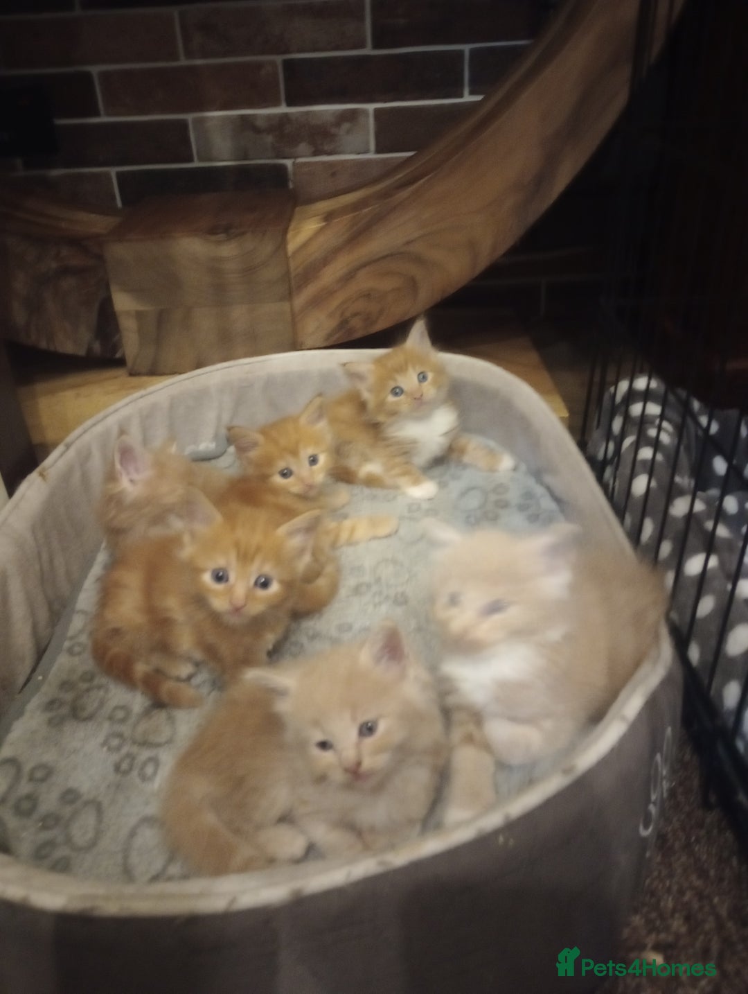 Maine Coon cats for sale: I have Beautiful healthy maicoon XL  - Image 30