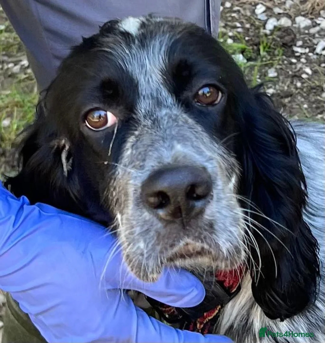 English Setter dogs for adoption: Yak   in Alfreton - Advert 12