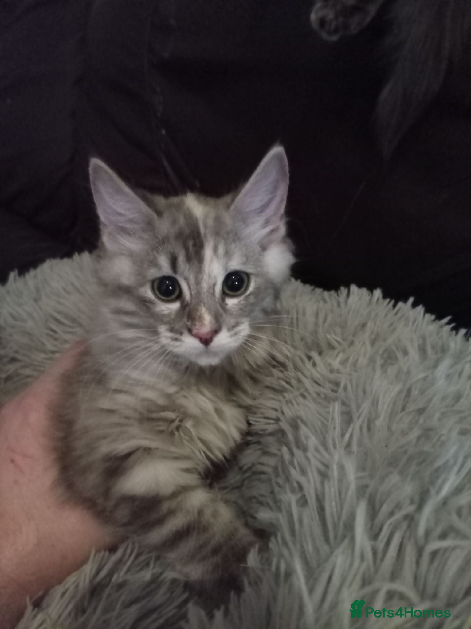 Mixed Breed cats Ragdoll cross maincoon blue mackerel kittens - Advert 11