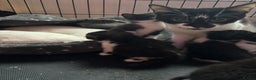 Mixed Breed cats for sale: Beautiful friendly litter of 6 tuxedo kittens - Advert 10