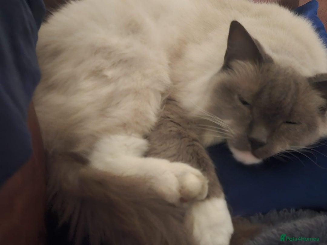 Ragdoll cats for sale: Beautiful ragdoll cat looking for forever home  - Image 3