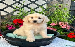 Golden Retriever dogs for sale: 4 left gorgeous kc reg golden retriever puppies  - Image 2