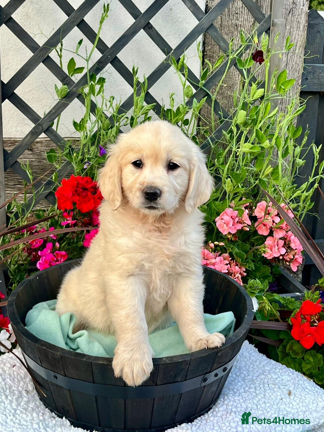 Golden Retriever dogs for sale: 4 left gorgeous kc reg golden retriever puppies  - Image 2