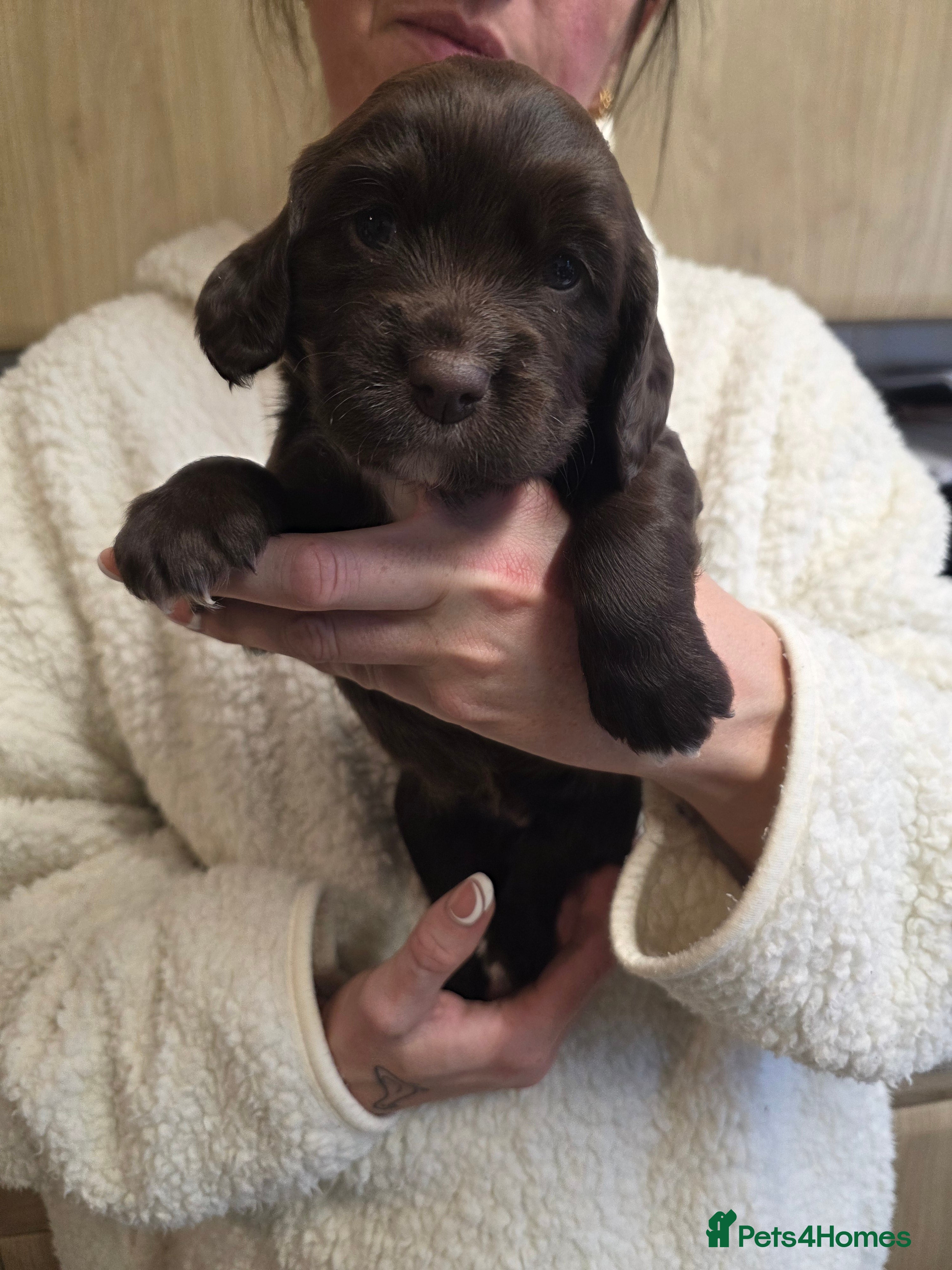 Cocker Spaniel dogs Cocker spaniel puppies for sale - Advert 1