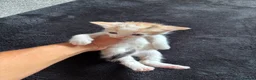 Mixed Breed cats for sale: Ready now adorable kittens - Advert 11
