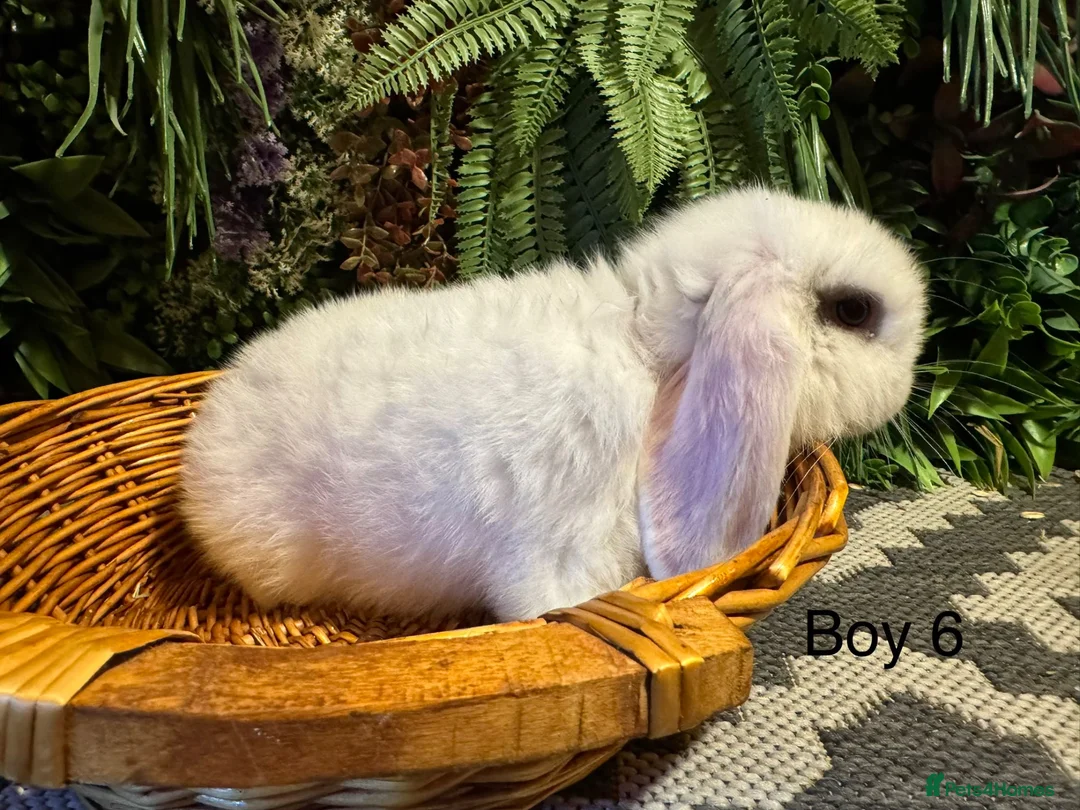 Mini Lop rabbits for sale: ⭐️MINI LOPS NOW READY TO GO ⭐️ - Advert 9