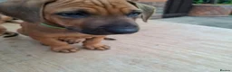 Rhodesian Ridgeback dogs for sale: KC reg,Excellent Ridges,Health checked/Elb/Hip/JME - Advert 20