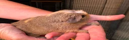 Guinea Pig rodents for sale: Ready to leave now 3 boars left - Advert 6
