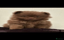 Pomeranian dogs for sale: 5 short snout teddy pom babies  - Image 5