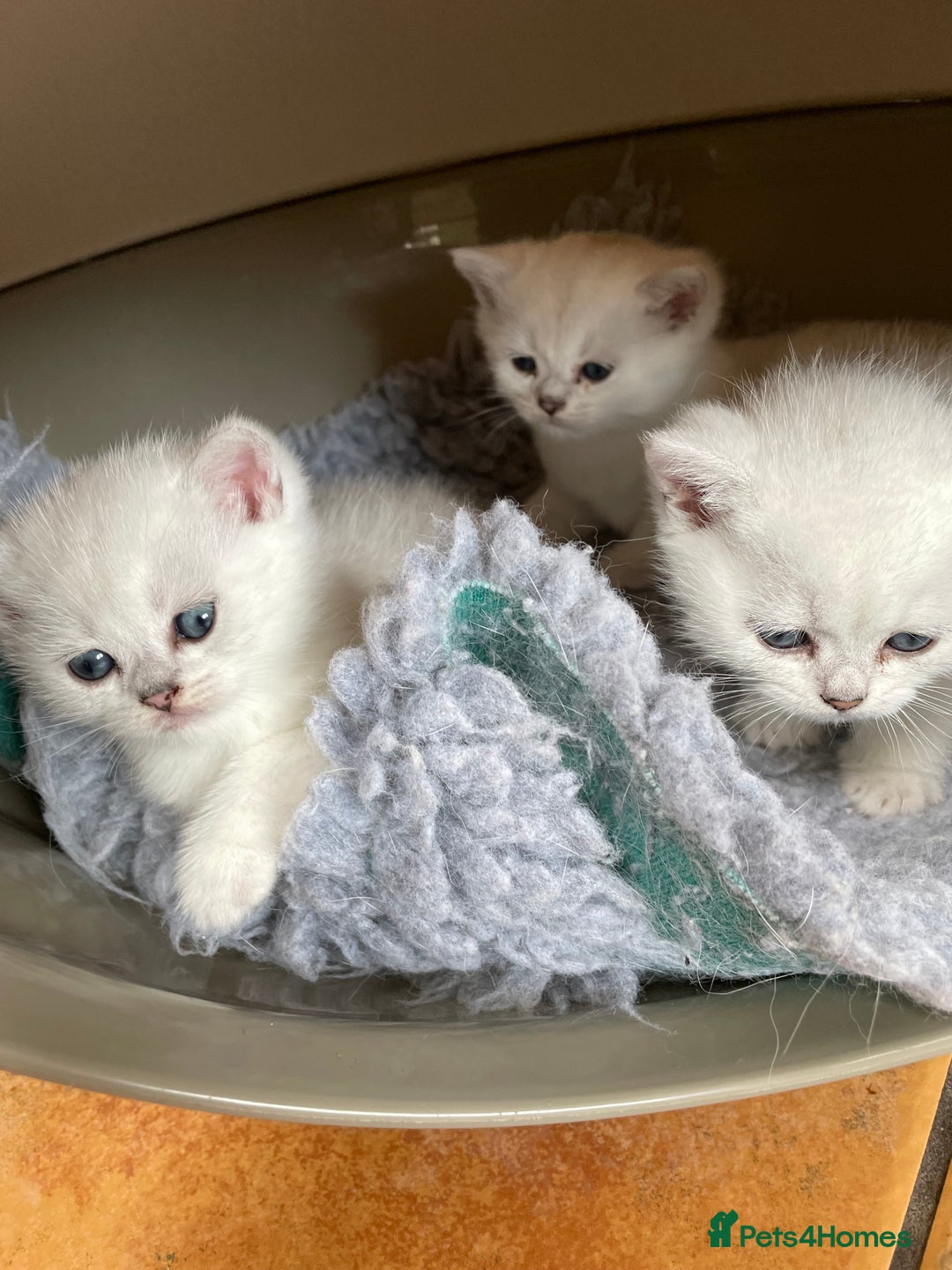 British Shorthair cats for sale: BSH BLACK TIPPED KITTENS GCCF REGISTERED  - Image 14