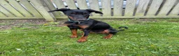 Dobermann dogs for sale: Dobermann bitch  - Advert 2
