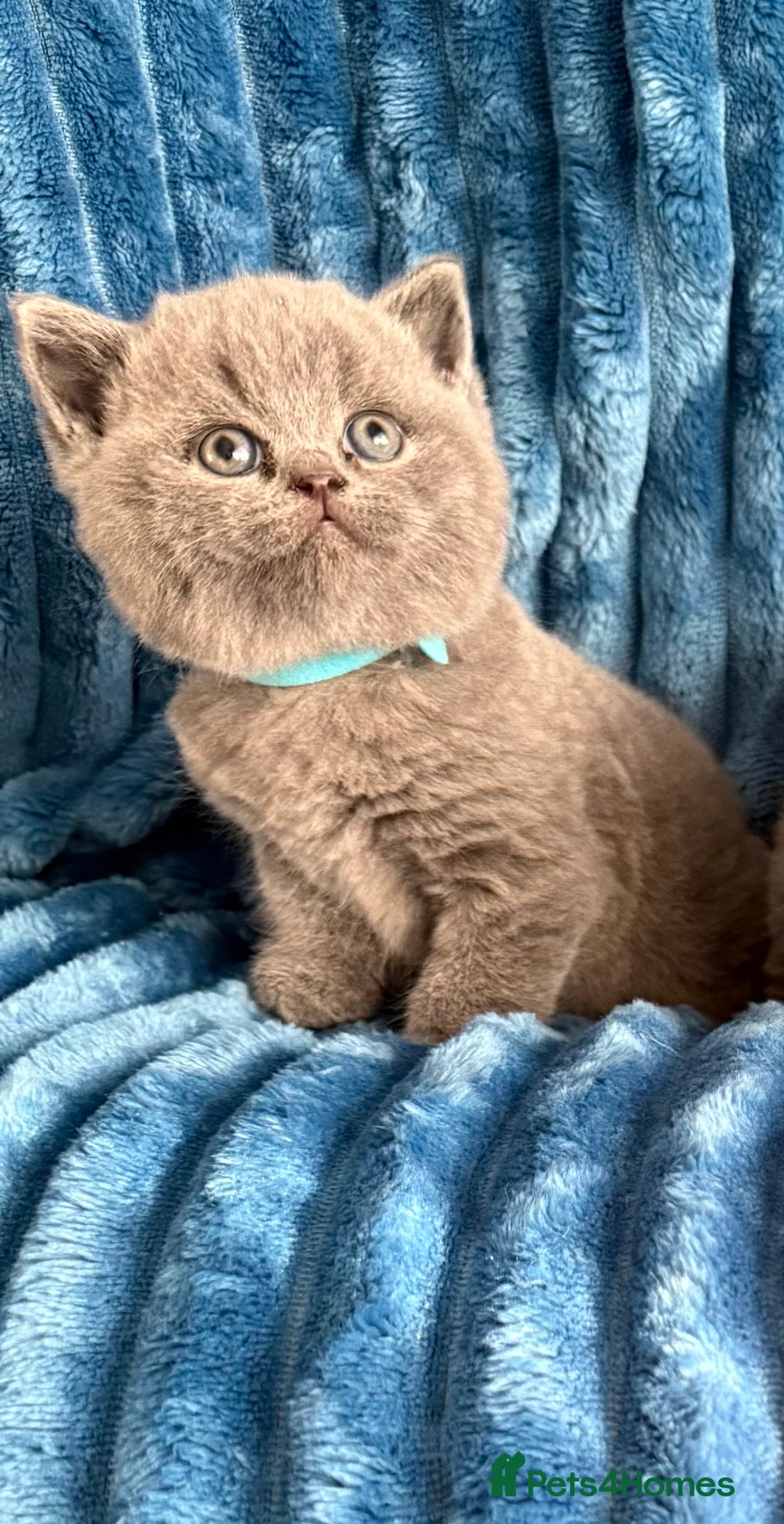 British Shorthair cats for sale: british shorthair kittens  - Advert 19