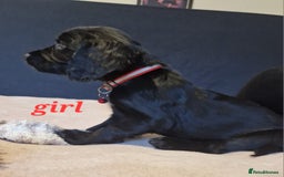 Sprocker dogs for sale: Sprocker puppies  - Image 14