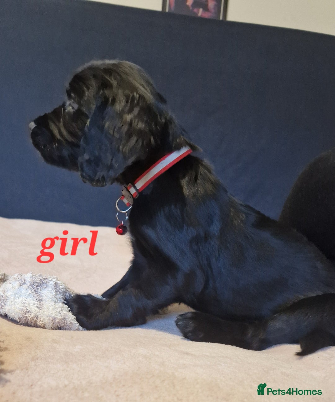 Sprocker dogs for sale: Sprocker puppies  - Image 14
