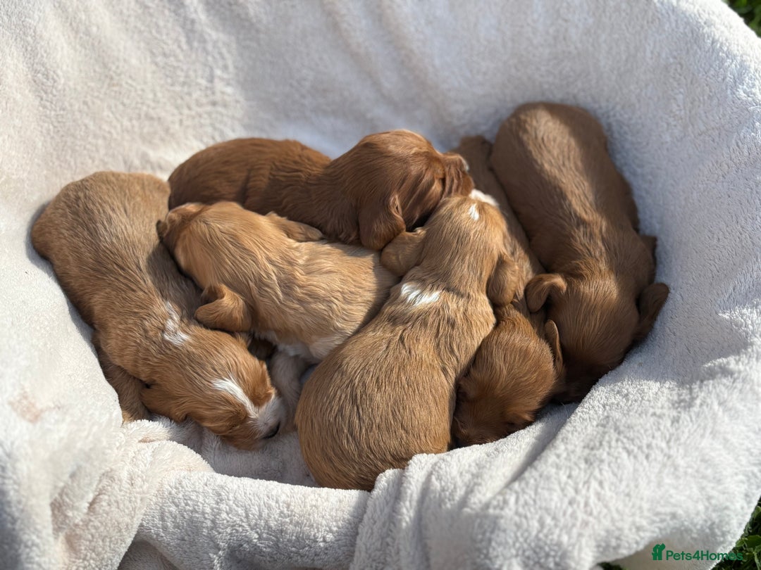 Cockapoo dogs for sale: Stunning Cockapoo Puppies KC Reg Parents - Image 3