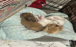 Mixed Breed rabbits for sale: Adorable Mini lop crosses  - Image 3