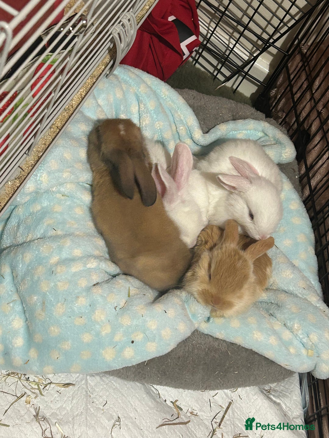 Mixed Breed rabbits for sale: Adorable Mini lop crosses  - Image 3