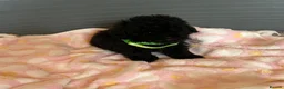 Toy Poodle dogs for sale: TOY POODLE GIRLS AND BOYS READ NOW  - Advert 2