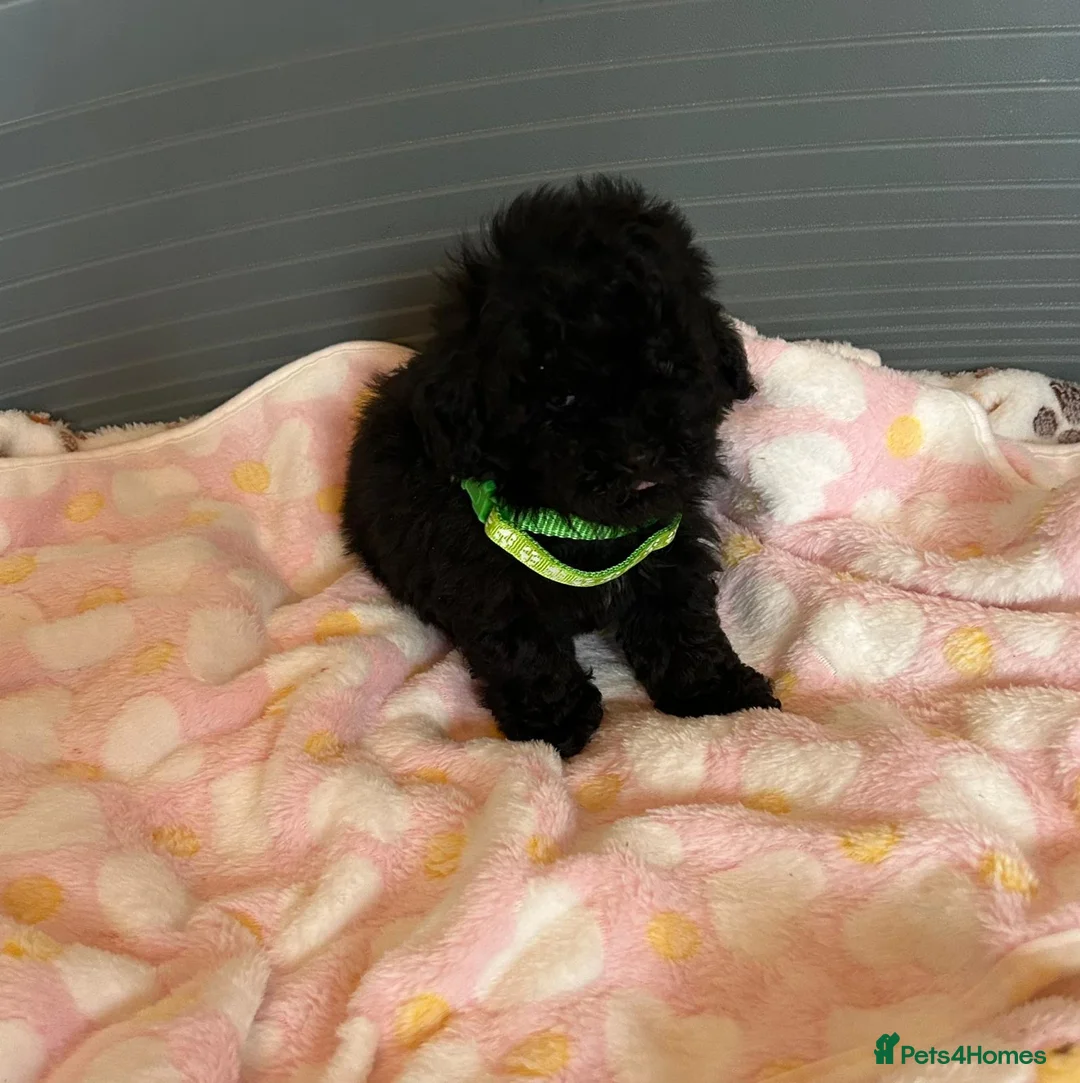 Toy Poodle dogs for sale: TOY POODLE GIRLS AND BOYS READ NOW  - Advert 2