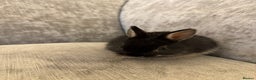 Netherland Dwarf rabbits for sale: Netherland Dwarf Rabbits  - Advert 4