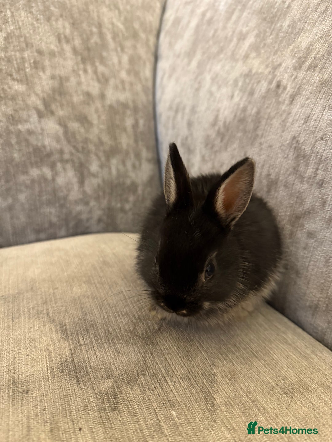 Netherland Dwarf rabbits for sale: Netherland Dwarf Rabbits  - Advert 4