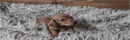 Miniature Dachshund dogs for sale: Mini Dachshund Puppies KC Ready start of March 🐾 - Advert 33