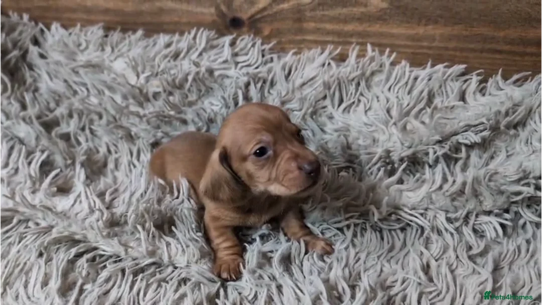 Miniature Dachshund dogs for sale: Mini Dachshund Puppies KC Ready start of March 🐾 - Advert 33