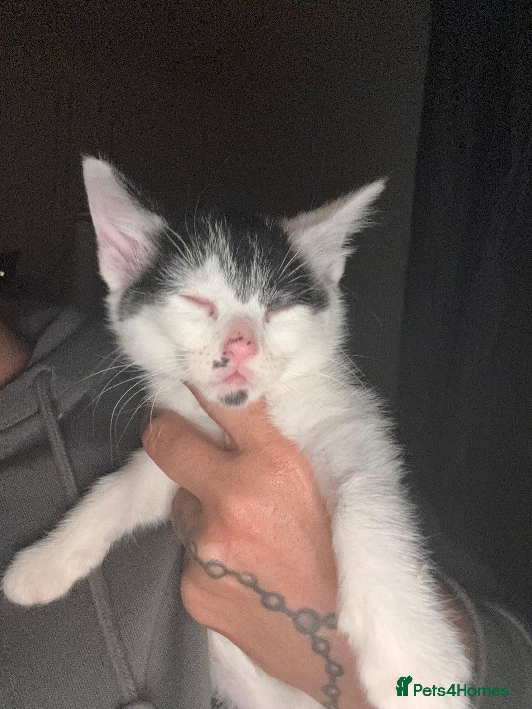 Mixed Breed cats for sale: Mixed Russian blue  - Advert 6