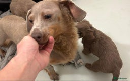 Miniature Dachshund dogs for sale: Stunning long haired miniature dachshund puppies - Image 4