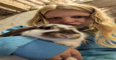 Mini Lop rabbits - Advert 4