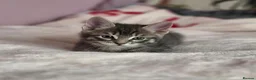 Mixed Breed cats for sale: Gorgeus kittens fir sale . - Advert 3