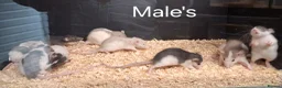 Rat rodents for sale: Baby Dumbo Rat's Male's & Female's - Advert 5