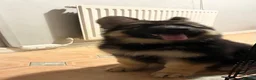 German Shepherd dogs for sale: German Shepard 9 month old puppy  - Advert 7