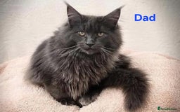 Maine Coon cats for sale: GCCF Registered Pedigree Maine Coon Kittens - Image 16