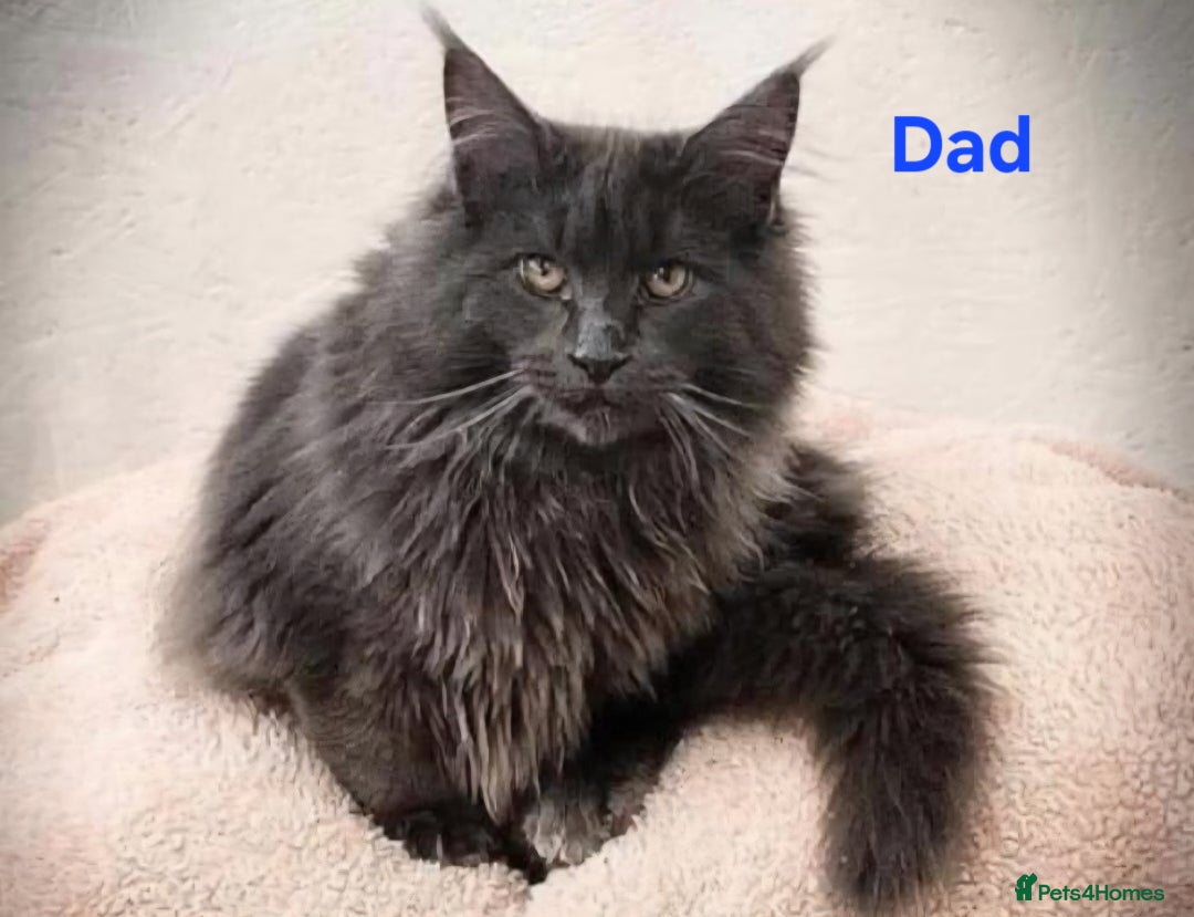 Maine Coon cats for sale: GCCF Registered Pedigree Maine Coon Kittens - Image 16