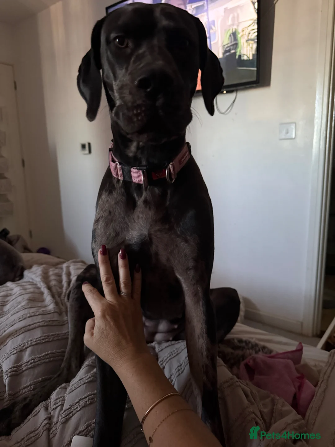 Great Dane dogs for sale: Great Dane  - Advert 1