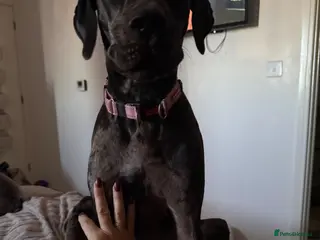 Great Dane dogs Great Dane - Advert 1