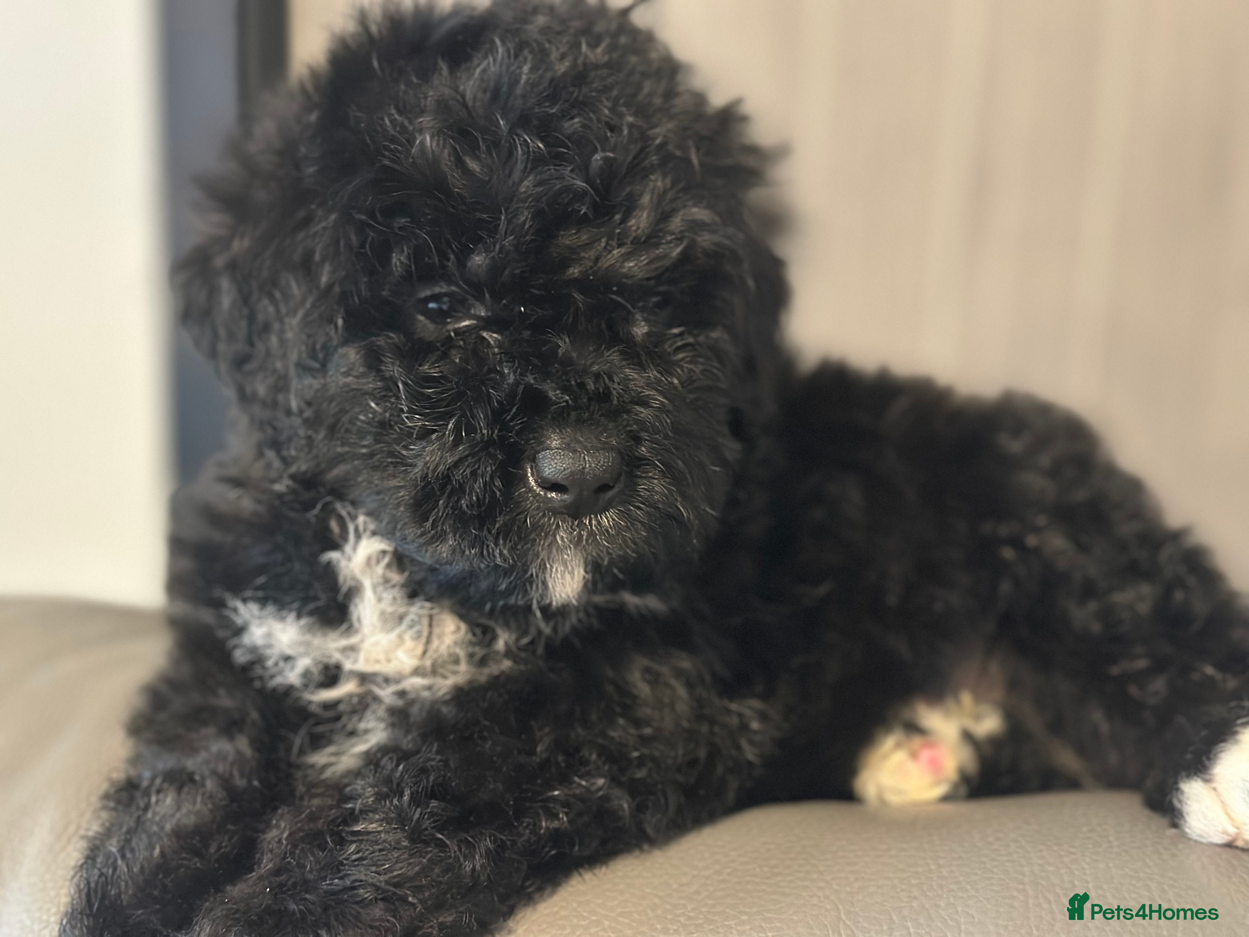 Bernedoodle dogs F1 BERNADOODLE BOYS AND GIRLS 6 WEEKS OLD - Advert 2