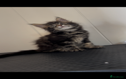Maine Coon cats for sale: Pedigree GCCF reg Maine Coon kittens for sale  - Image 7