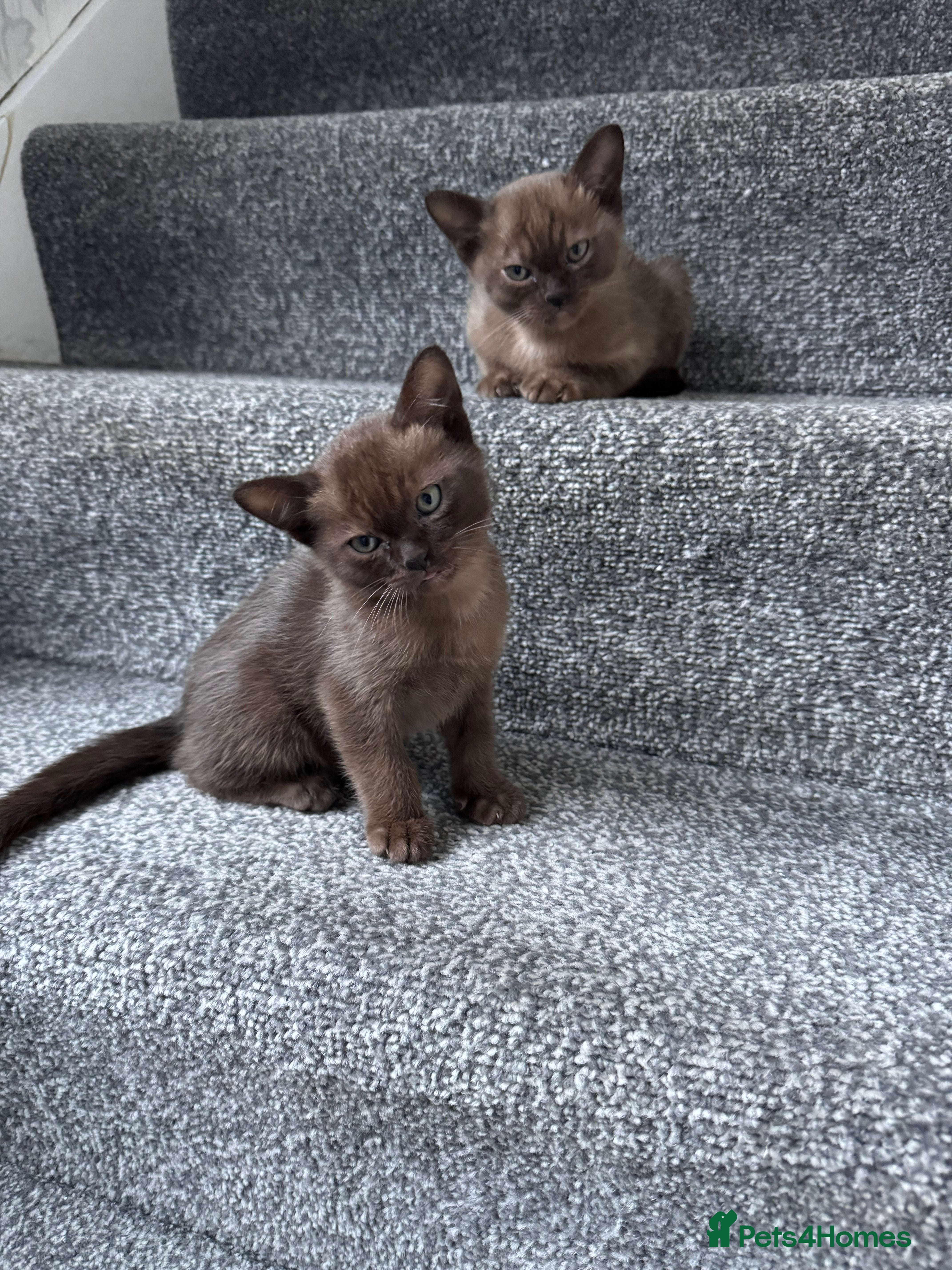 Burmese cats Burmese Kittens - Advert 3
