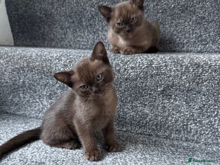 Burmese cats Burmese Kittens - Advert 3