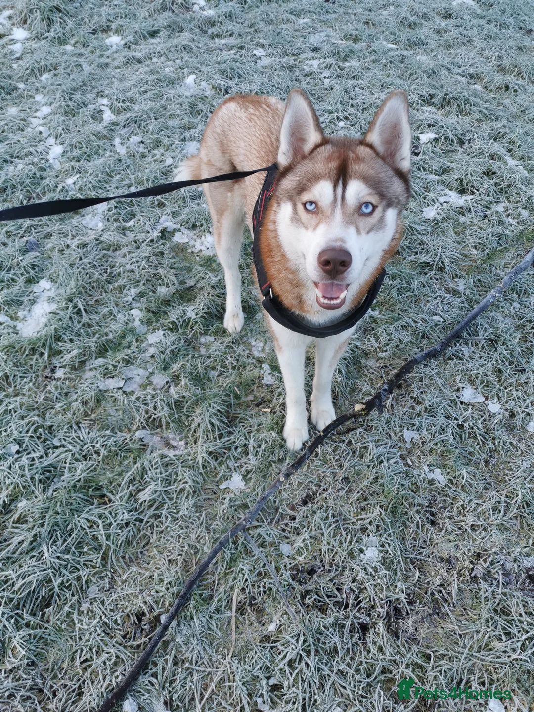 Siberian Husky dogs for stud: Siberian Husky to Stud (Proven) in South Shields - Advert 2