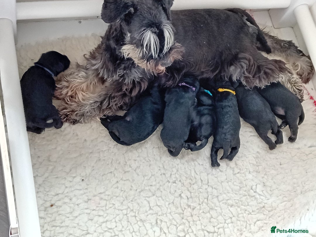 Miniature Schnauzer dogs for sale: health tested parents  - Image 24