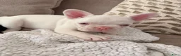 French Bulldog dogs for sale: Pink french bulldog - Advert 10