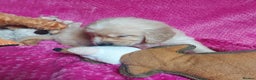 Golden Retriever dogs for sale: STUNNING Golden Retriever pups (1 BOY LEFT)  - Advert 18