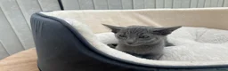 Siamese cats for sale: X5 female siamese/oriental kittens Ready to leave. - Advert 4