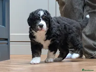 Bernedoodle dogs Beautiful F2 Bernedoodle Pups - Advert 1