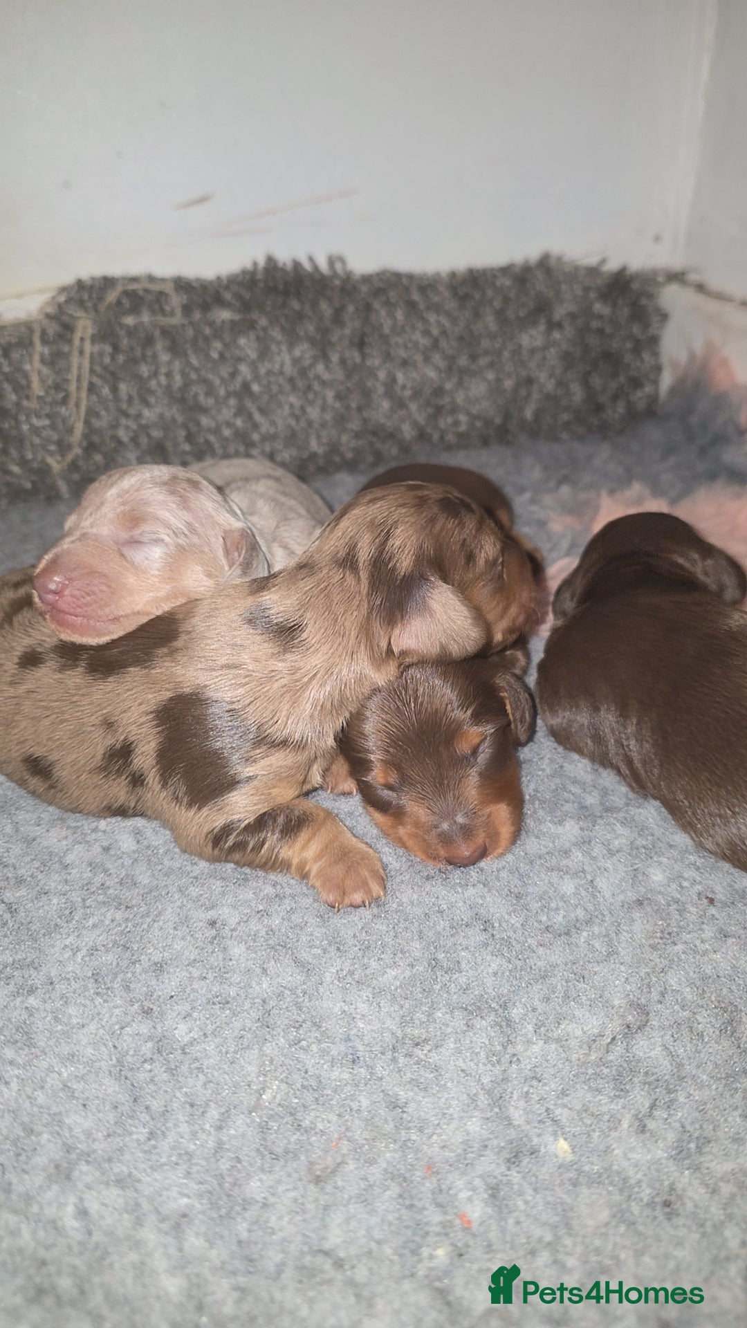 Miniature Dachshund dogs for sale: Miniature dachshund Puppies - Advert 30