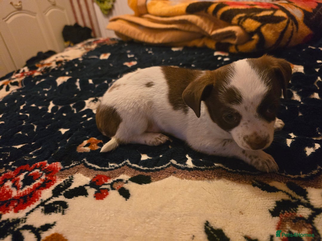 Chihuahua dogs for sale: Lovely Chihuahua Puppies looking for a Loving Home - Image 5